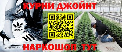 прущие крисы Будённовск